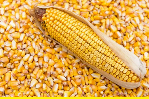 За 7 месяцев Казахстан экспортировал в Узбекистан 42,3 тысячи тонн кукурузы