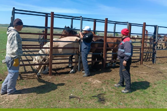 Карантин снят: вакцина против лимфангита спасла десятки лошадей от эпизоотии в Карагандинской области 