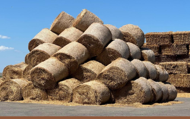 На 18 августа в Казахстане заготовлено более 23 млн тонн кормов 