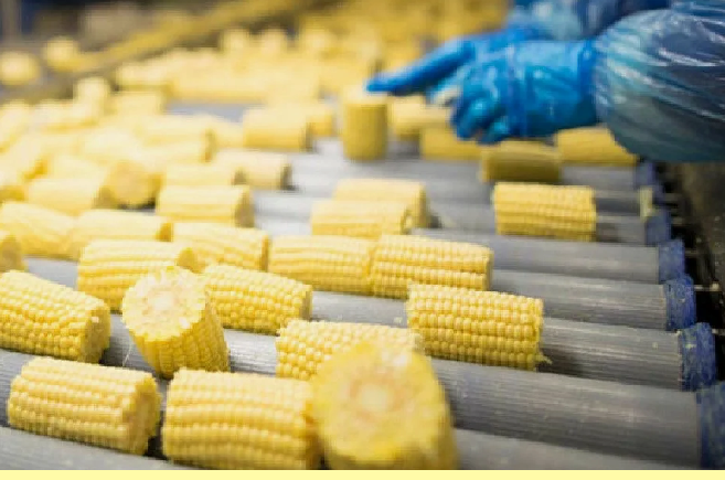 В Кызылординской области планируется строительство завода по переработке кукурузы