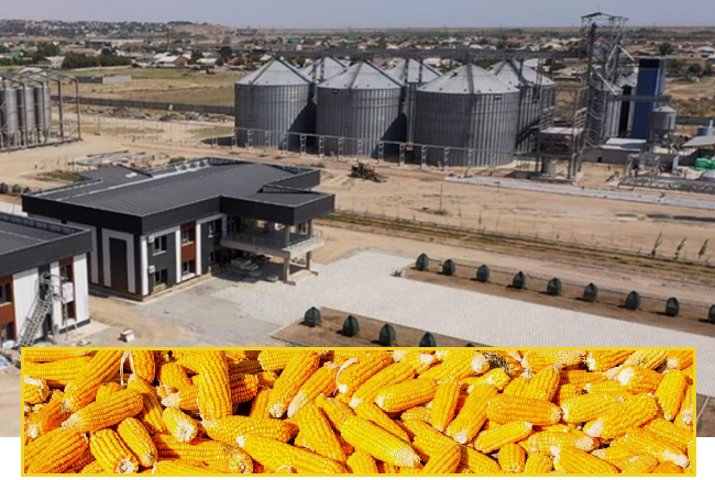 ТУРКЕСТАН: мощность перерабатывающего завода в Шардаре составит 150 тыс. тонн кукурузы в год