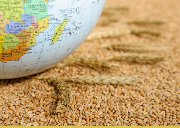 ФАО прогнозирует рекордный мировой сбор зерна в 2025/26 сельхозгоду