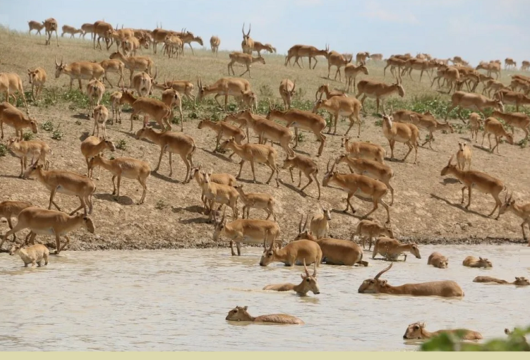 В Саратовской области фермеры столкнулись с нашествием сайгаков из Казахстана