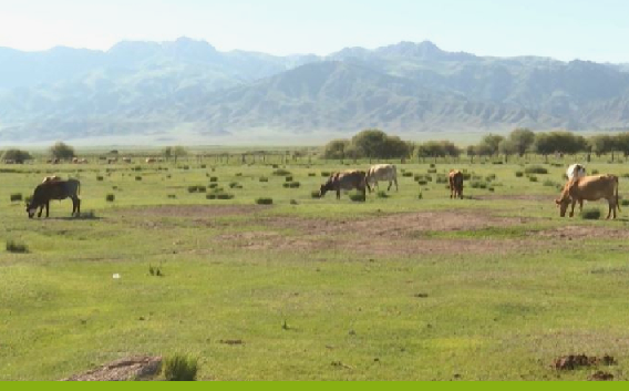 В Казахстане возвращаются земли в оборот: акцент на прозрачность и поддержку фермеров