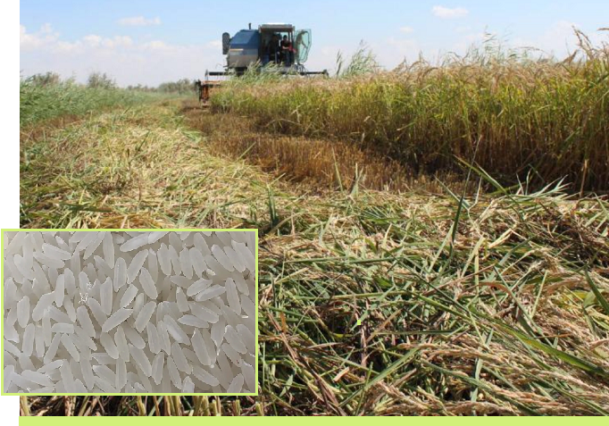 Казахстанские ученые вывели «водосберегающий» сорт риса «Сыр Сұлуы» 