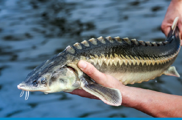 Инвесторы из Китая планируют вложить средства в рыбное хозяйство Мангистау
