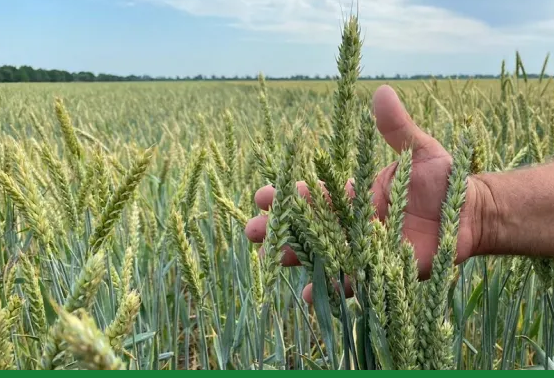 Казгидромет: предварительный прогноз урожайности озимой пшеницы на 2025 год