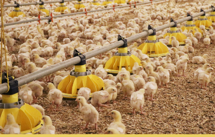 Иорданская компания вложит 85 млн долларов в птицеводство Казахстана