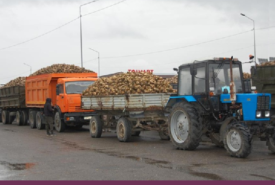 Сладкий урожай года: в Жетісу сахарные заводы начали приемку свеклы-2025