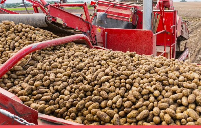 На 8 сентября в Казахстане собрано свыше 900 тыс. тонн картофеля 