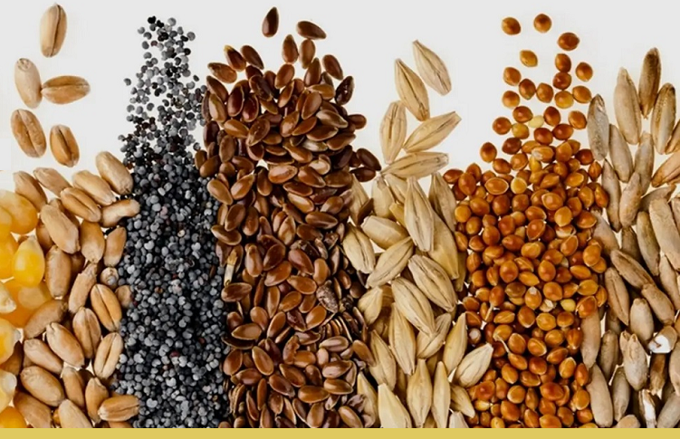 В ЕАЭС унифицируют методы и схемы производства семян сельскохозяйственных культур 