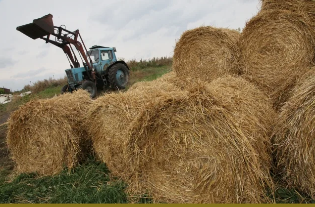 В Казахстане на 18 июля заготовлено 11,4 млн. тонн кормов 