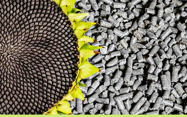 Казахстан на 100% закрыл потребности стран Центральной Азии в подсолнечном шроте 