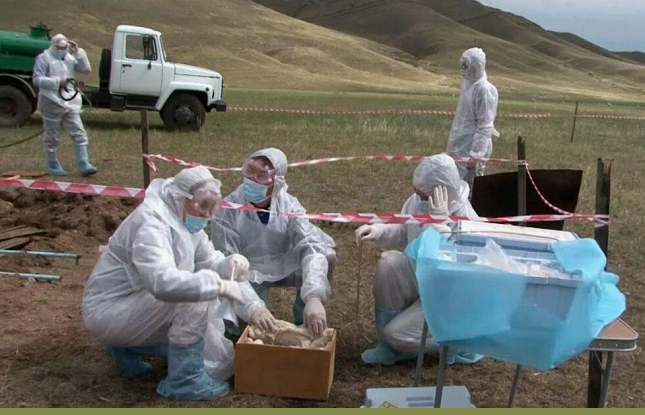 Сибирскую язву выявили в Акмолинской области: госпитализированы 5 человек