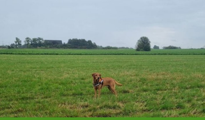 Собак в Швеции учат искать сорняки в посевах кормовых культур  