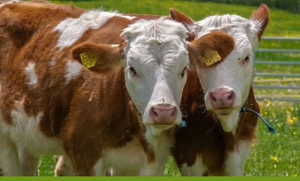 Казахстанские фермеры в текущем году застраховали 11 млн голов сельхозживотных и 830 тыс. птиц