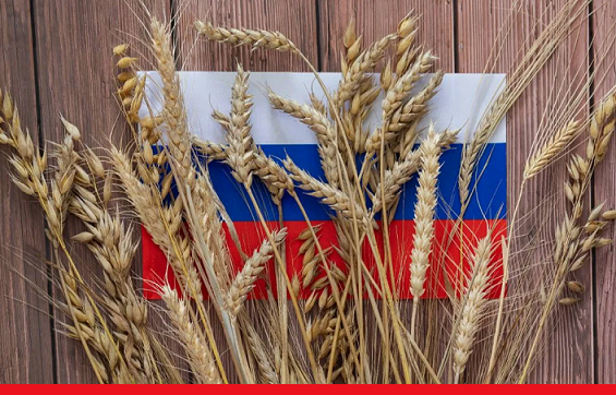 Оксана Лут: «Урожай пшеницы в России может составить в 2025 году 90 млн тонн»