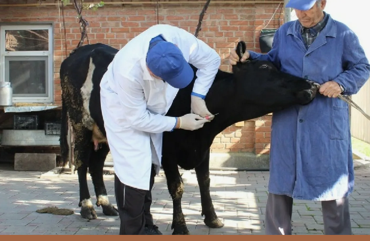 Даже зарплата в 1 миллион тенге не привлекает ветеринаров в казахстанские регионы