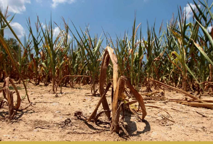 Теплее, еще теплее: перемены климата ударяют по урожаям сильнее, чем ожидалось