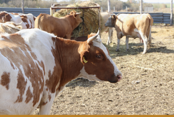 Казахстан выстраивает сквозную модель в животноводстве: от фермы до экспорта