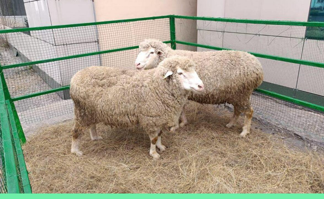 Новый селекционный центр овцеводства открылся в городе Семее