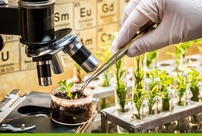 В Казахстане до 2028 года планируется создать более 100 новых сортов и гибридов сельхозкультур 