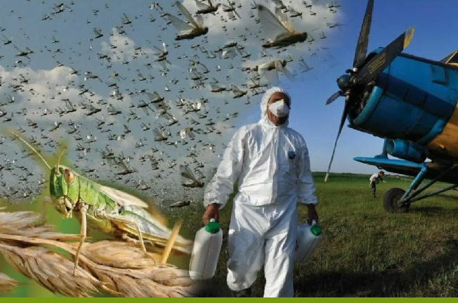 В Казахстане площадь обработок против стадных саранчовых в текущем году составит 2,2 млн га