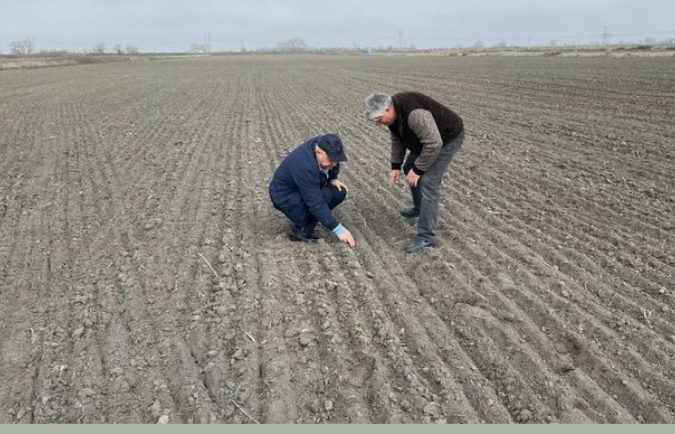 В Акмолинской области яровой сев планируется провести на площади 5,4 млн гектаров