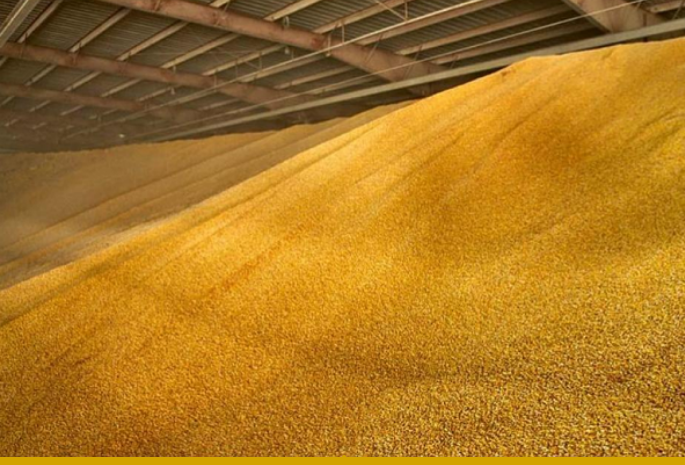 Продкорпорация Казахстана объявила о начале реализации свободных остатков зерна и маслосемян