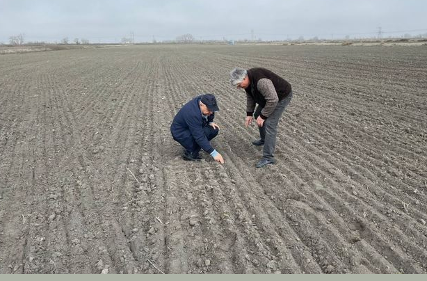 Казгидромет: оптимальные сроки сева яровых зерновых культур по территории Казахстана весной 2026 года