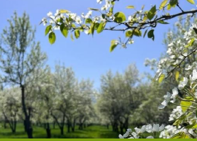 В Казахстан завезли 7000 подвоев яблони из Нидерландов 