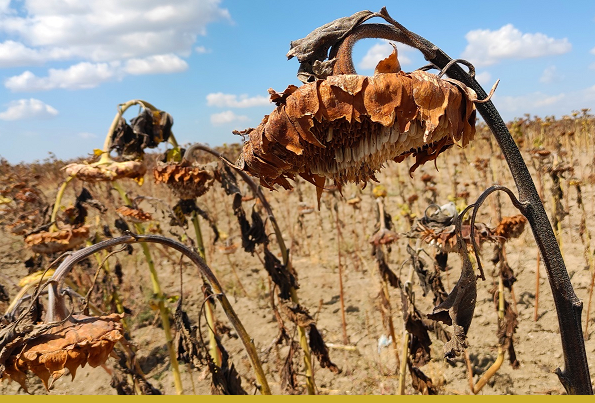 Казахстан: сроки страхования посевов от засухи на сезон 2026 года продлены до конца апреля