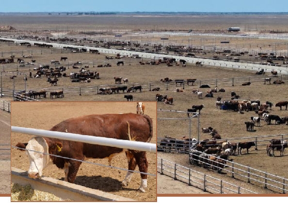 В июле в Туркестанской области запустят откормочный комплекс на 50 тысяч голов КРС 