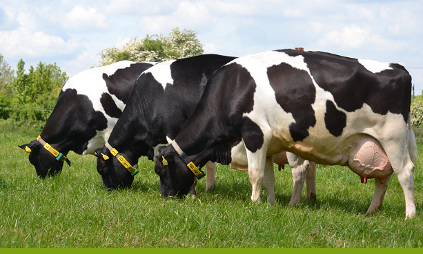 Страны ЕАЭС будут по-новому определять ценность КРС молочного направления