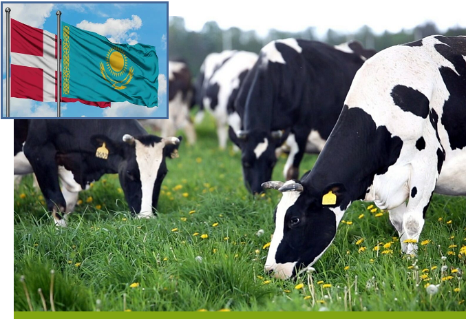 Казахстан и Дания подписали меморандум о сотрудничестве в молочном животноводстве