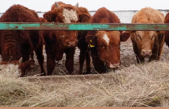 В Акмолинскую область из России завезели 4 300 голов КРС калмыцкой породы