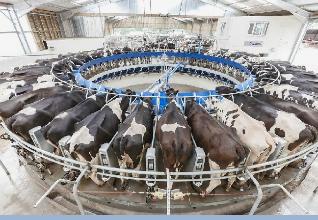 ФАО поддерживает молочное животноводство в Казахстане