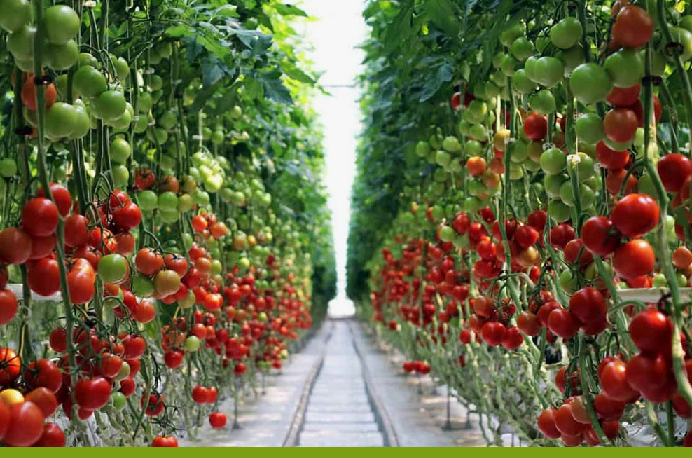 В Мангистауской области планируется строительство тепличного комплекса площадью 6 га