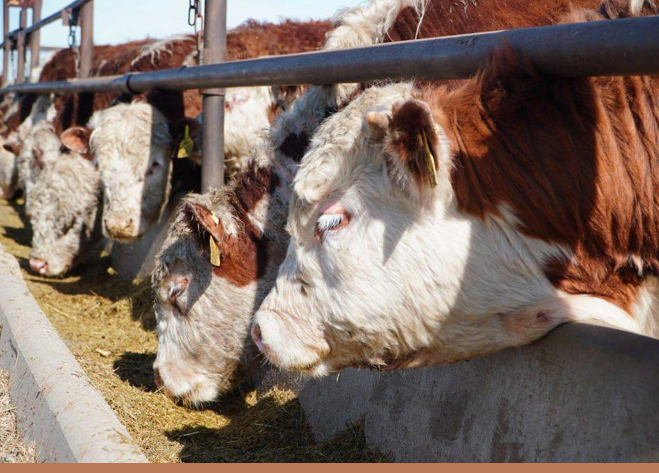 Мясной кластер мощностью свыше 37 тыс. голов КРС формируется в Акмолинской области