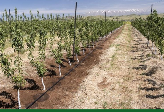 6 крупных хозяйств горной зоны Туркестанской области внедряют технологии водосбережения на 500 га 