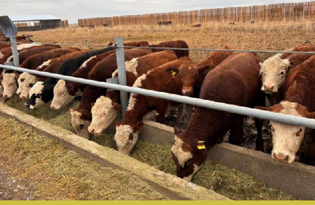 В области Абай открыли откормочную площадку на 5000 голов КРС