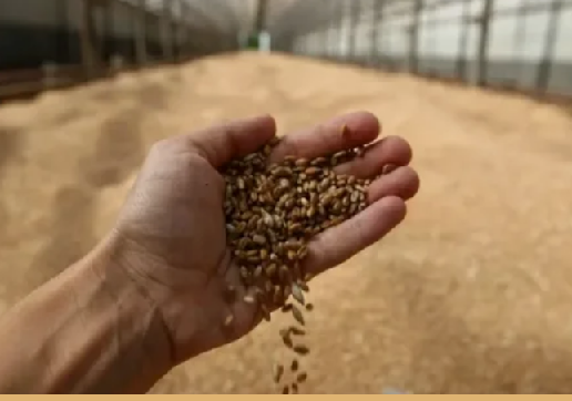 В Казахстане запасы зерновых и бобовых культур на 1 февраля превысили 17 млн тонн