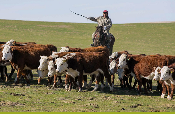 В Казахстане создан Союз животноводов