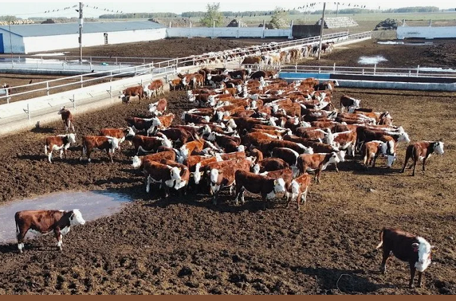 Комплексный план развития животноводства на 2026–2030 годы: как будет развиваться отрасль в Казахстане