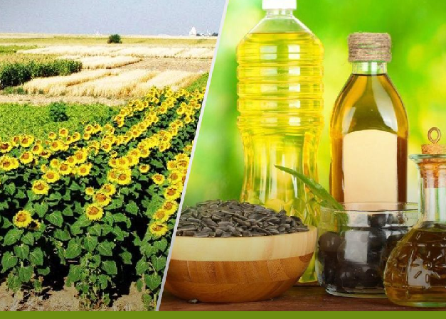 Дефицит земли и сырья: почему Таджикистан ищет поля для масличных в России и Казахстане