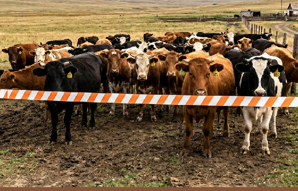 Казахстан открыл границы для российской животноводческой продукции из безопасных зон