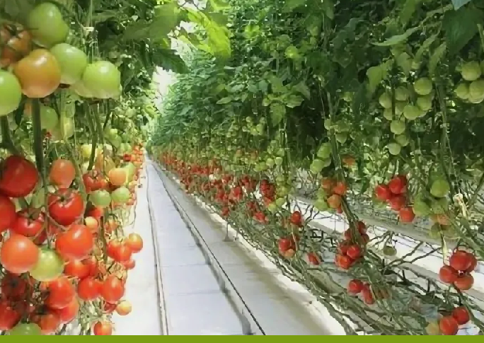 В самой большой теплице Казахстана планируют выращивать до 27 000 тонн томатов в год