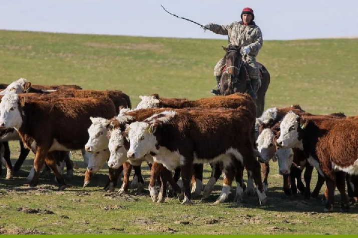 200 хозяйств отгонного животноводства будет создано в Казахстане в 2026 году