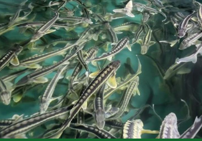 Информационная система развития аквакультуры будет внедрена в Казахстане с 2027 года