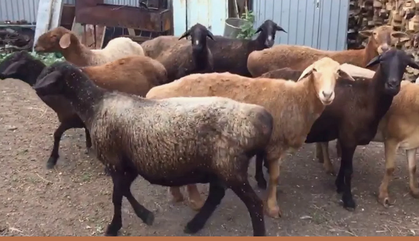 Эдильбаевская порода овец показала один из самых высоких показателей мясной продуктивности в Казахстане